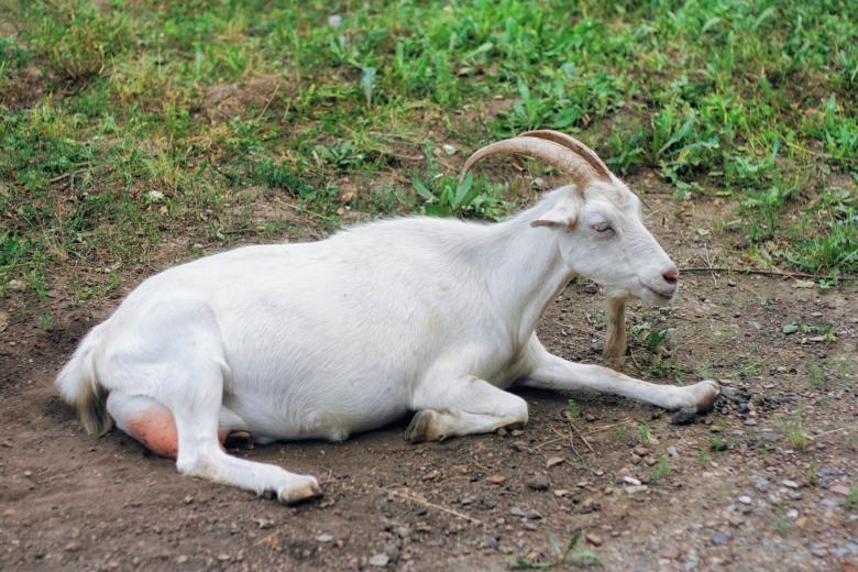 Free stock image of Goat created by 2happy
