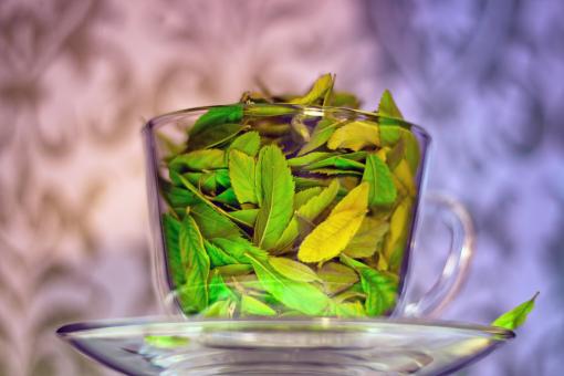 Free Stock Photo of cup with leaves