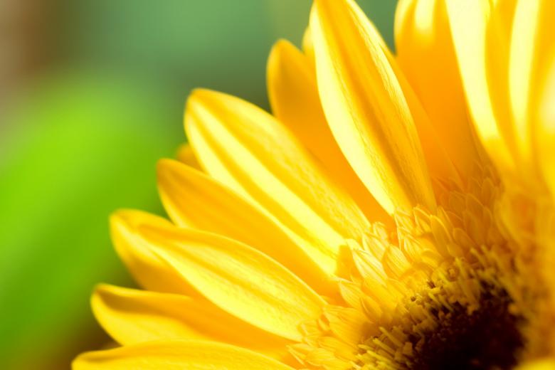 Free stock image of gerbera created by 2happy