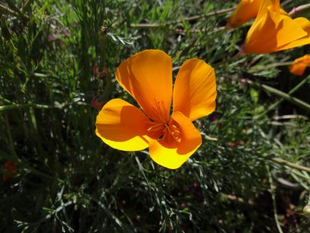 Yellow flower - Free Stock Photo