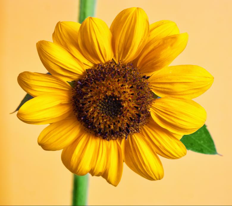 Free stock image of Sunflower created by 2happy