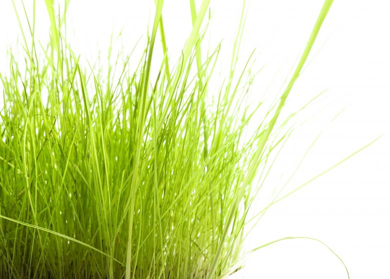 Free stock image of Tall Green Grass on White created by 2happy