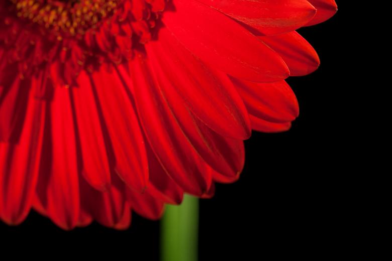 Free stock image of gerbera flower created by 2happy