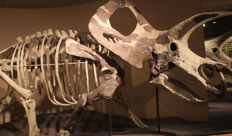Free stock image of Triceratops Skeleton created by Yinan Chen