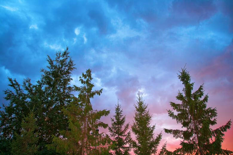 Free stock image of Sky &amp; trees created by 2happy