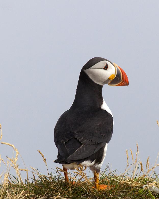 Free stock image of Puffin created by Geoffrey Whiteway