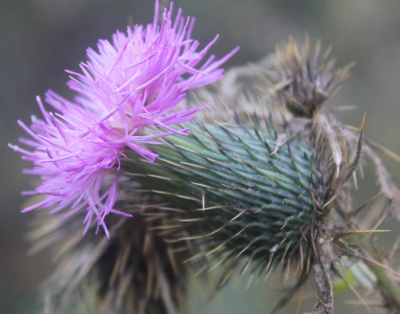 Free stock image of Purple Thorny flower created by Yinan Chen