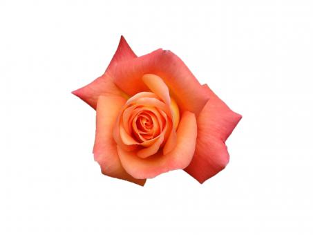 Red rose - Free Stock Photo