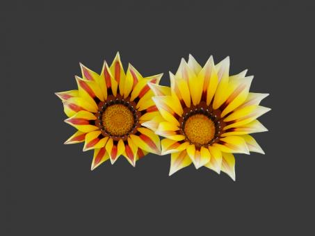 Yellow flower - Free Stock Photo