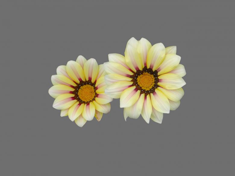 Free stock image of White flower created by Matias Riquelme