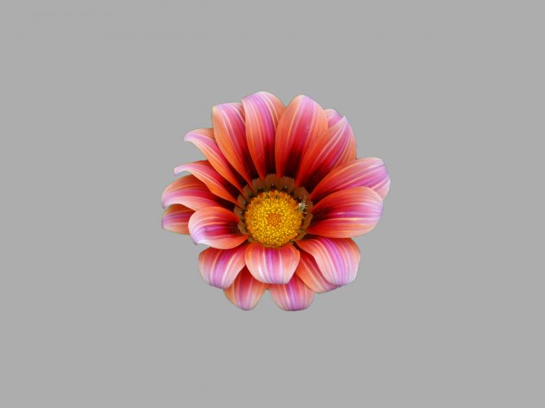 Free stock image of Red flower created by Matias Riquelme