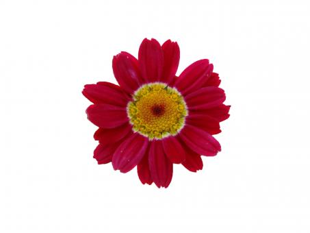 Red flower - Free Stock Photo