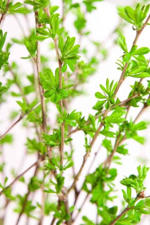 Free stock image of green leaves created by 2happy