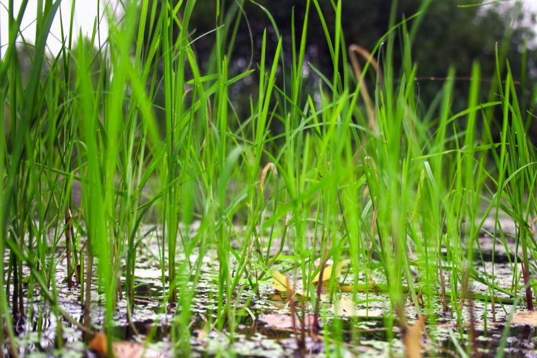 Free stock image of bog grass created by 2happy