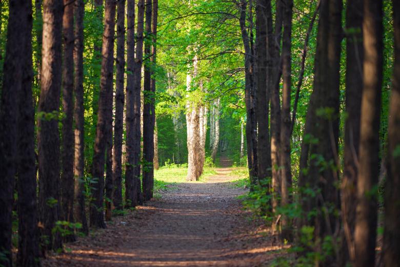 Free stock image of forest scene created by 2happy
