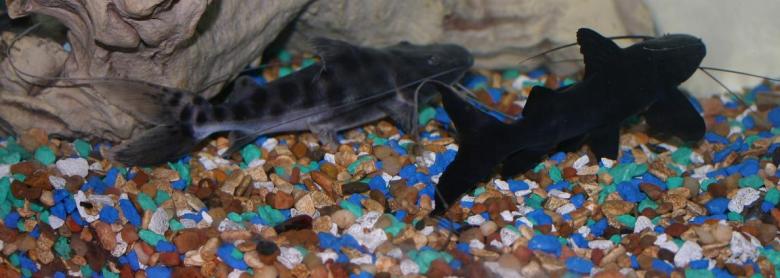 Free stock image of Fila and Juru catfish created by Clifford M. Kinsman