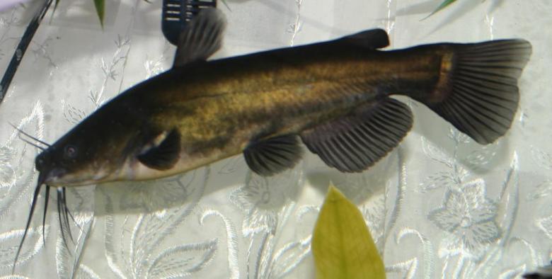Free stock image of Bullhead Catfish created by Clifford M. Kinsman