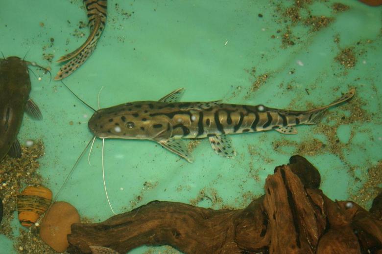 Free stock image of The Small TSN catfish Dumpy created by Clifford M. Kinsman