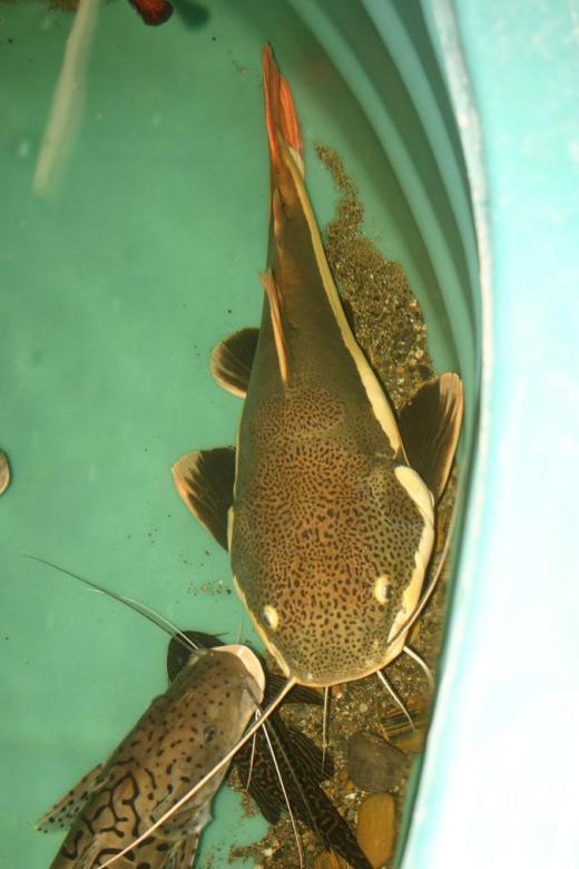 Free stock image of Redtail Catfish created by Clifford M. Kinsman