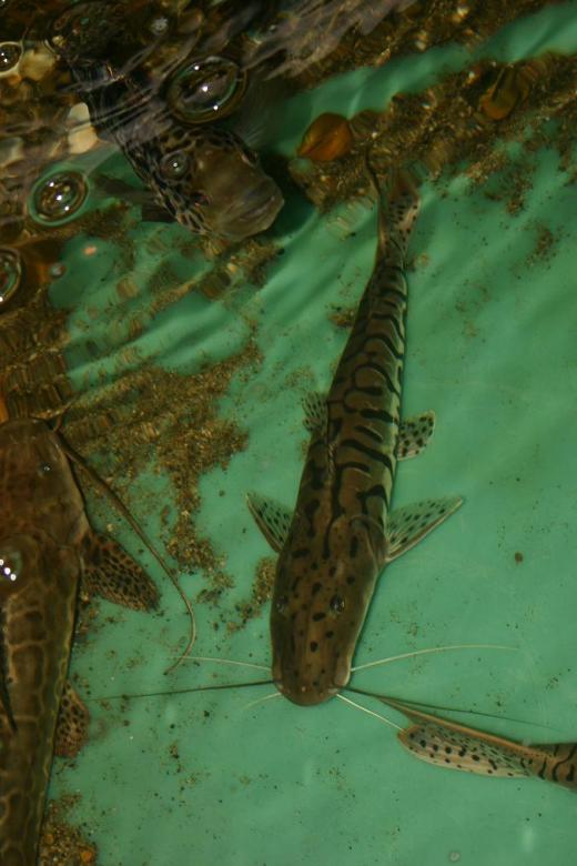Free stock image of Small TSN catfish created by Clifford M. Kinsman
