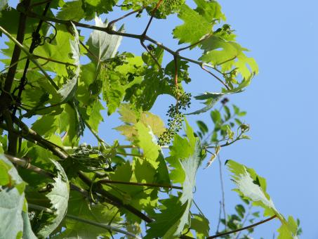 Fruit Plant - Free Stock Photo