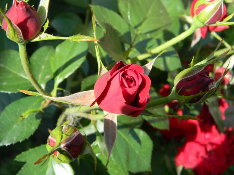 Free stock image of Red Roses created by badoiu valentin
