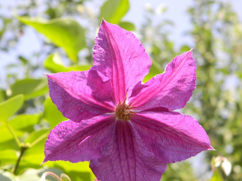Free stock image of Pink flower created by badoiu valentin