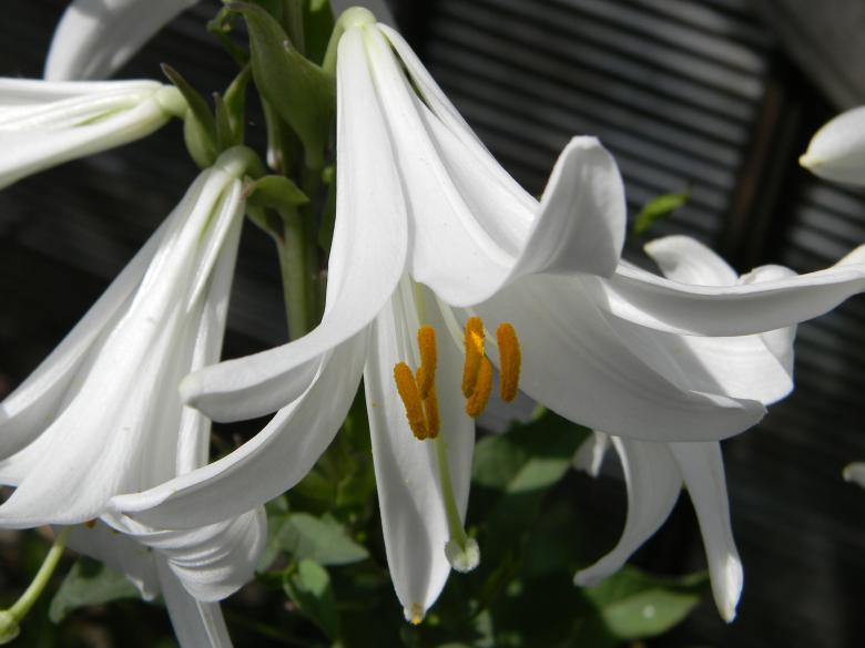 Free stock image of White flower created by badoiu valentin