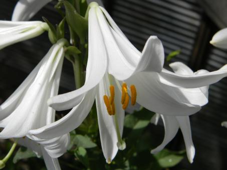 White flower - Free Stock Photo