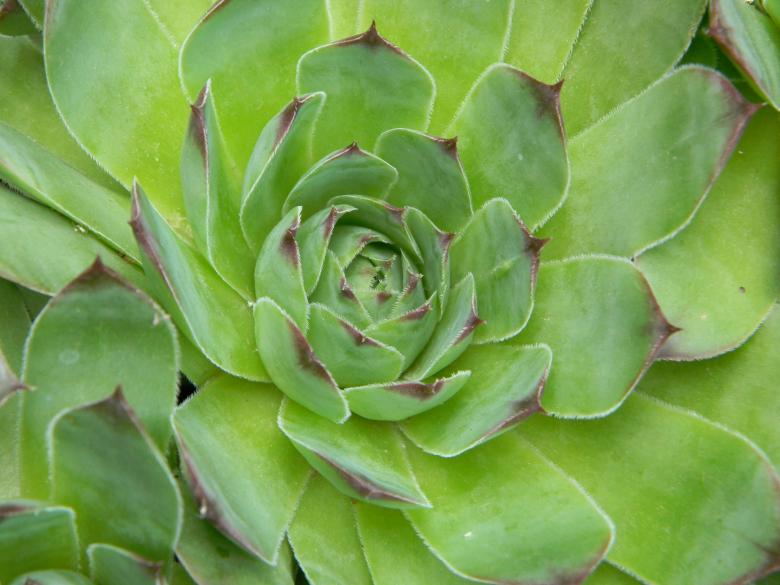 Free stock image of Flower created by badoiu valentin