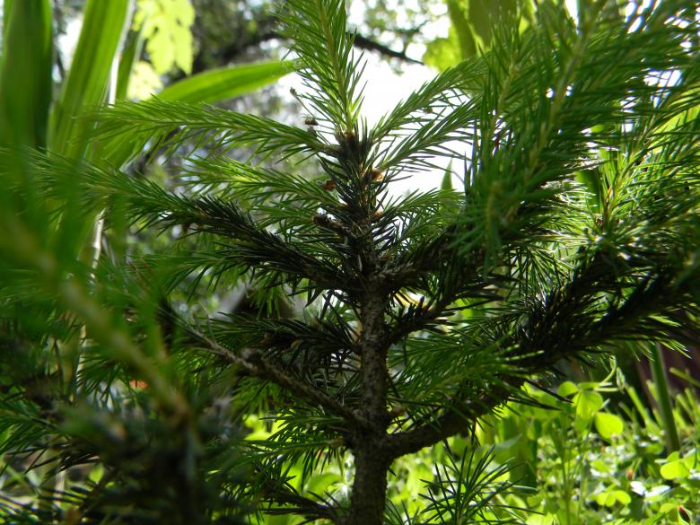 Free stock image of Pine trees created by badoiu valentin