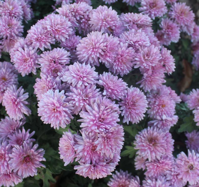 Free stock image of Purple Flowers in Full Bloom created by Yinan Chen