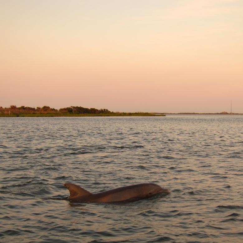 Free stock image of Dolphin Swim created by Brian