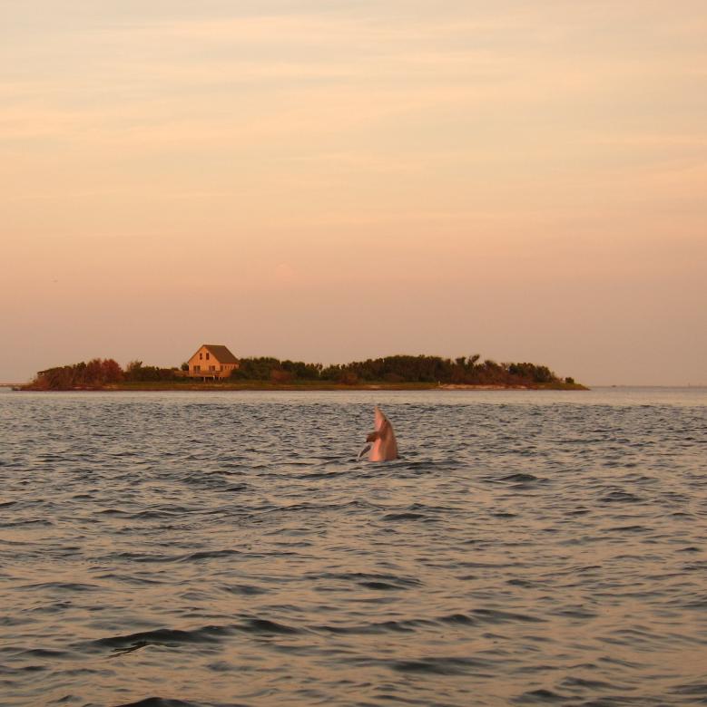 Free stock image of Dolphin Jump created by Brian