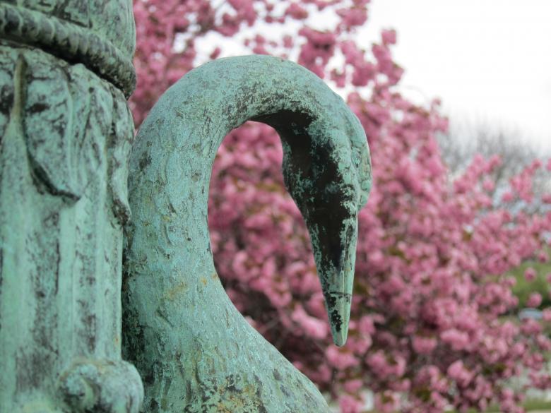 Free stock image of Swan created by Brian