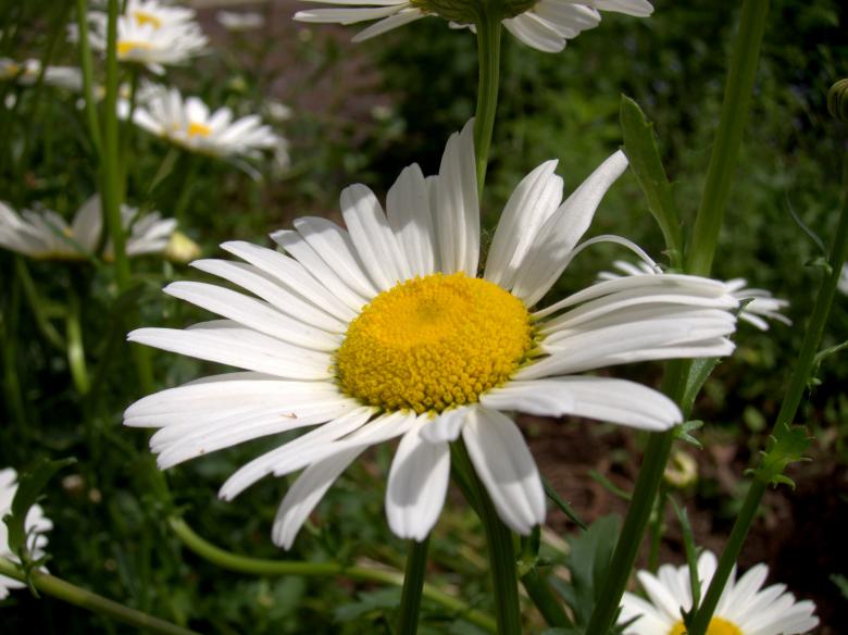 Free stock image of Daisy created by Brian