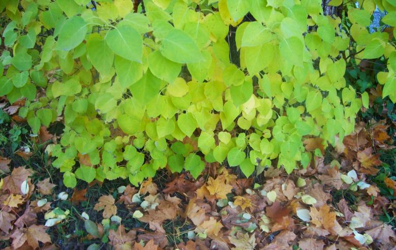 Free stock image of Nature cycle created by Laura Dambite