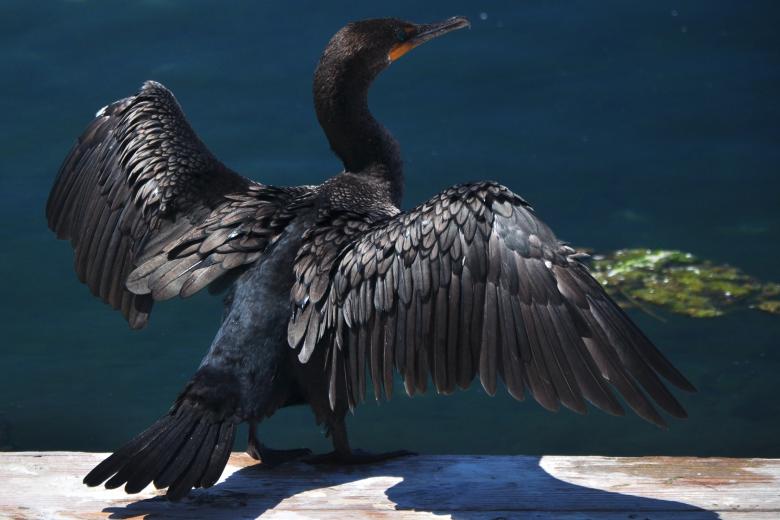 Free stock image of Drying the wings created by CLEVER RICARDO CHINAGLIA