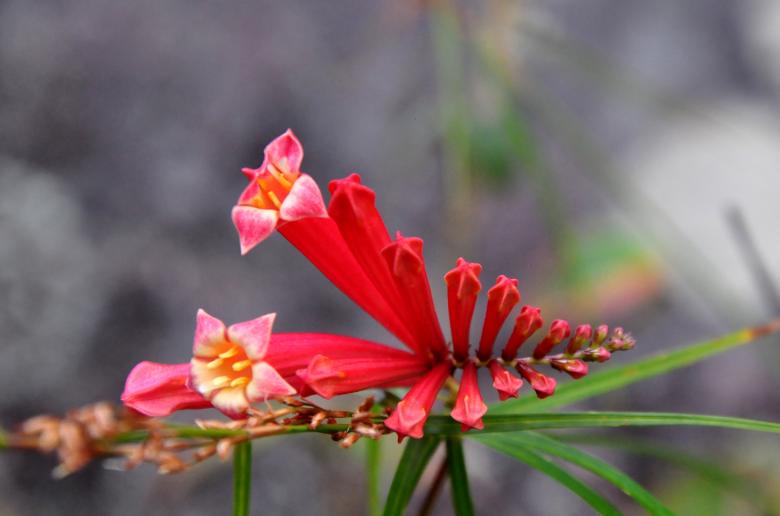 Free stock image of Tropical Flower created by CLEVER RICARDO CHINAGLIA