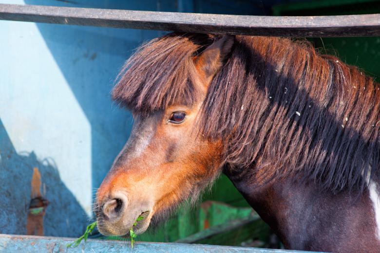 Free stock image of Horse close-up created by 2happy