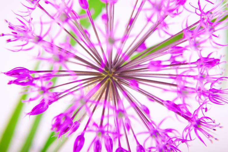 Free stock image of bright flower created by 2happy