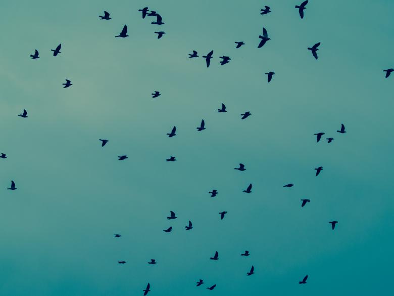 Free stock image of Birds in the sky created by Alen