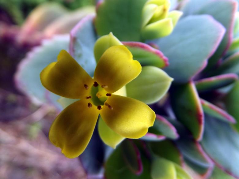 Free stock image of Alien Flowers created by James Walton