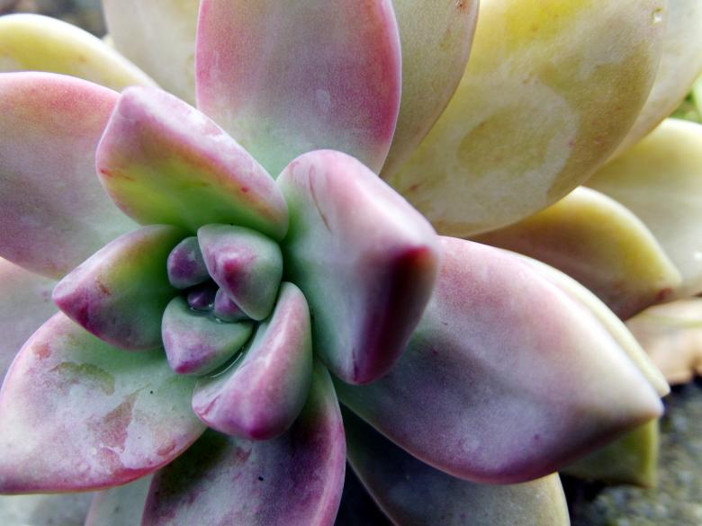 Free stock image of Alien Flower created by James Walton