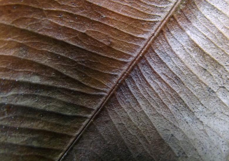 Free stock image of Leaf Veins created by James Walton