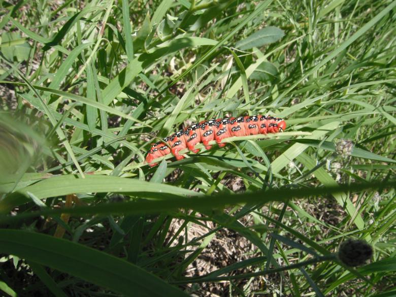 Free stock image of Hawk Moth Caterpillar created by Clifford M. Kinsman