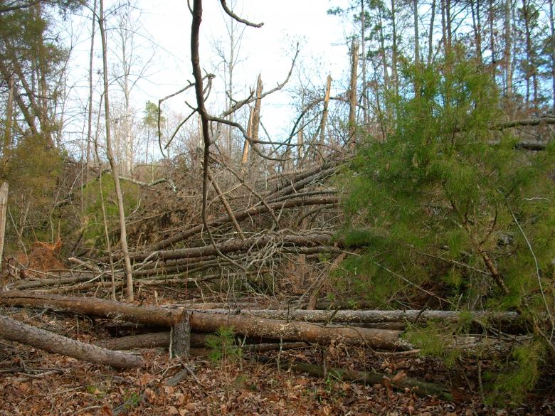Free stock image of Tornado Damaged Forest created by Clifford M. Kinsman