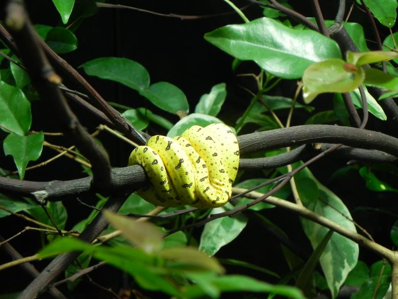 Free stock image of A small Yellow Snake created by Michele Prudente