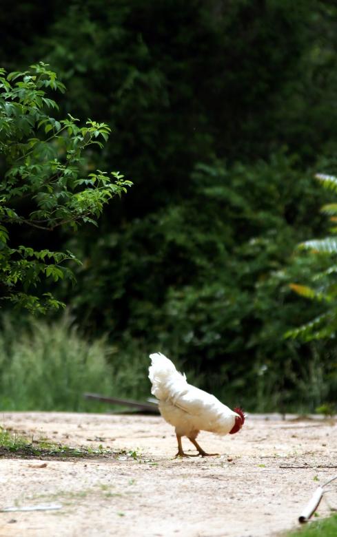Free stock image of Farm street with a rooster created by agphotostock.com