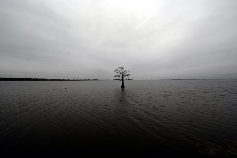 Free stock image of Lonely tree on a lake created by agphotostock.com